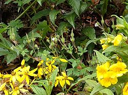 Geranium seemannii Costa Rica 2.jpg