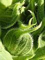 Girasol-bract-1