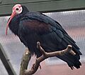 Glattnackenibis