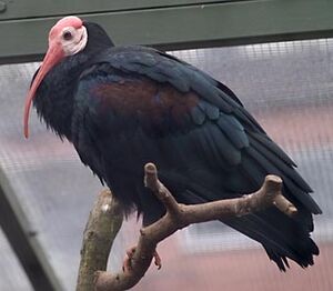 Archivo:Glattnackenibis