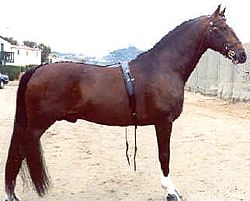 Archivo:Hackney Horse Stallion CANADANCE