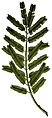 Hoja de Acacia nilotica