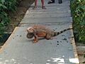 Iguana iguana Panameña