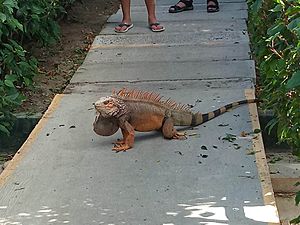 Archivo:Iguana iguana Panameña