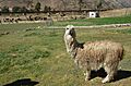 Lama v Sicuani - panoramio