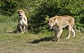 Lionesses, Masai Mara, Kenya