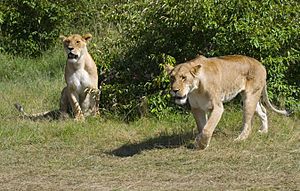 Archivo:Lionesses, Masai Mara, Kenya
