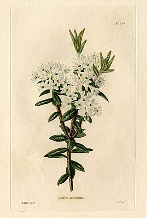 Archivo:Loddiges 534 Ledum latifolium drawn by W Miller