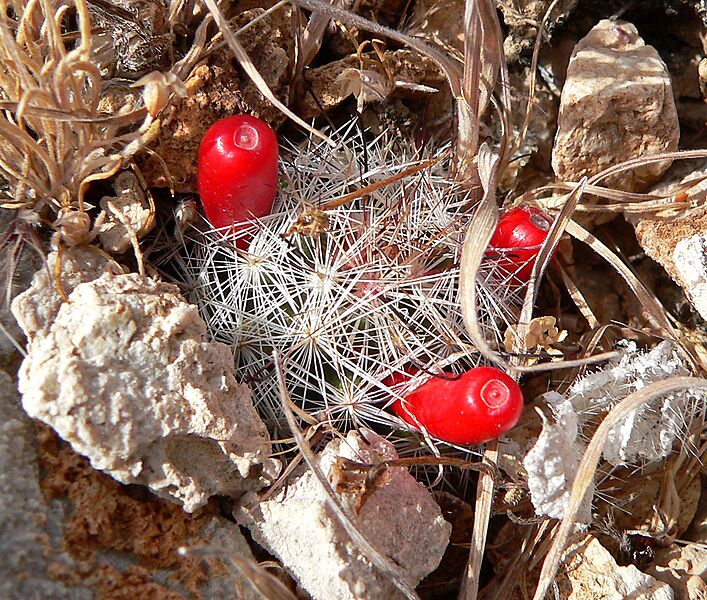 Mammillaria tetrancistra 4