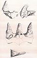 Monoclonius recurvicornis