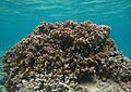 Montipora circumvallata à confirmer
