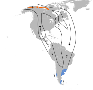 Archivo:Numenius borealis map
