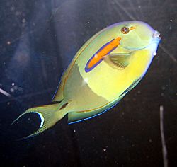 Archivo:Orangespot Surgeonfish