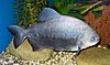 Pacu Colossoma 2008 G1.jpg