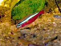Paracheirodon cardinalis
