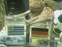 Archivo:Paul the Octopus picks Germany over Uruguay in 3rd place World Cup match 2010-07-09