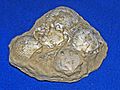 Pectinidae - Pecten nigromagnus