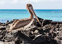 Pelícano pardo de las Galápagos (Pelecanus occidentalis urinator), Las Bachas, isla Santa Cruz, islas Galápagos, Ecuador, 2015-07-23, DD 28