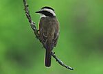 Archivo:Phelpsia inornata White-bearded Flycatcher (6515680991) (cropped)