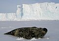 Phoque de Weddell - Weddell Seal