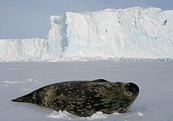 Phoque de Weddell - Weddell Seal.jpg