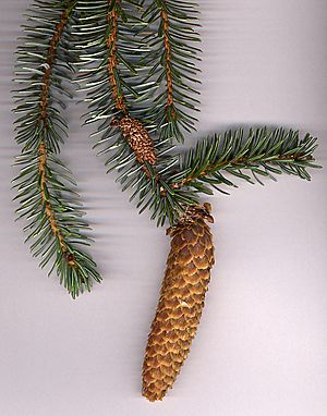 Archivo:Picea sitchensis1
