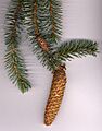 Picea sitchensis1