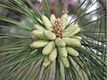 Pineflower9538