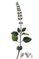 Platostoma africanum P. Beauv, crop