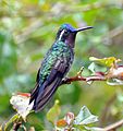 Purple-throated Moutain-Gem (6901527484)