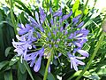 Purple Agapantha