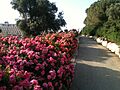 Roses in ganhavradim