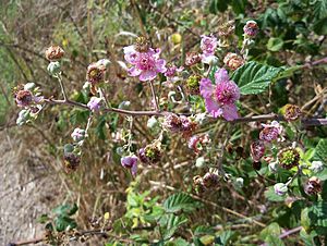 Archivo:Rubus-ulmifolius-1