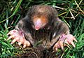 ScalopusAquaticus