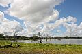 Selous Game Reserve-5