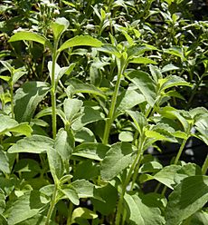 Archivo:Stevia rebaudiana foliage