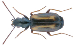 Syntomus fuscomaculatus (Motschulsky 1844) (32432395632).png