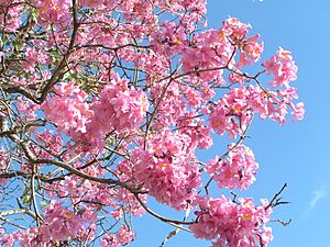 Archivo:Tabebuia impetiginosa inflorescencias