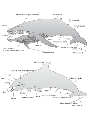 Archivo:Toothed Whale and Baleen Whale Physical Characteristics ca2