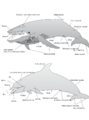Toothed Whale and Baleen Whale Physical Characteristics ca2