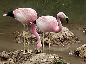 Archivo:Two andeanflamingo june2003 arp
