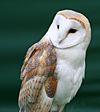 Tyto alba close up.jpg