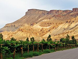 Archivo:Vineyards below Mt Garfield, Palisade, CO 9-13 (22576399959)