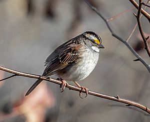 Archivo:White-throated sparrow (94058)2