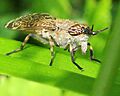 XN Haematopota pluvialis 00 cropped