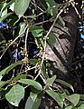 Xylosma crenatum (8403048555)