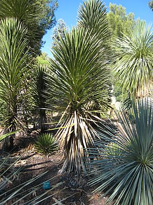 Archivo:Yucca decipiens JOT