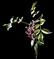 Zanthoxylum piperitum