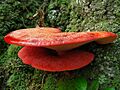 2008-08-08 Fistulina hepatica crop