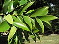 Agathisrobusta